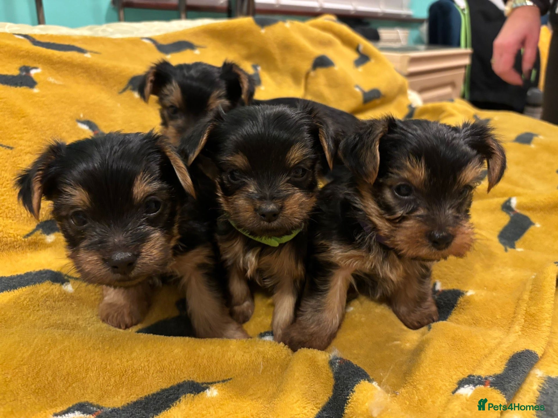 Yorkshire Terrier dogs X4 Stunning Minature Yorkshire terrier puppies  - Advert 12