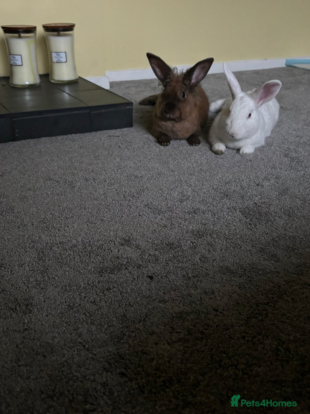 Mixed Breed rabbits for sale: 3Yr old Male & Female Rabbits - Advert 3
