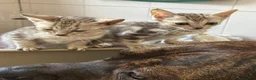 Bengal cats for sale: Stunning Silver boys  - Advert 5