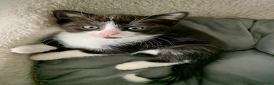Mixed Breed Kitten 4