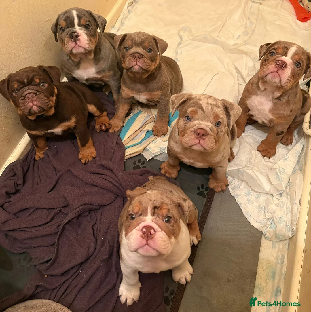 English Bulldog dogs for sale: Bulldog Puppies Champion bloodlines - Advert 5