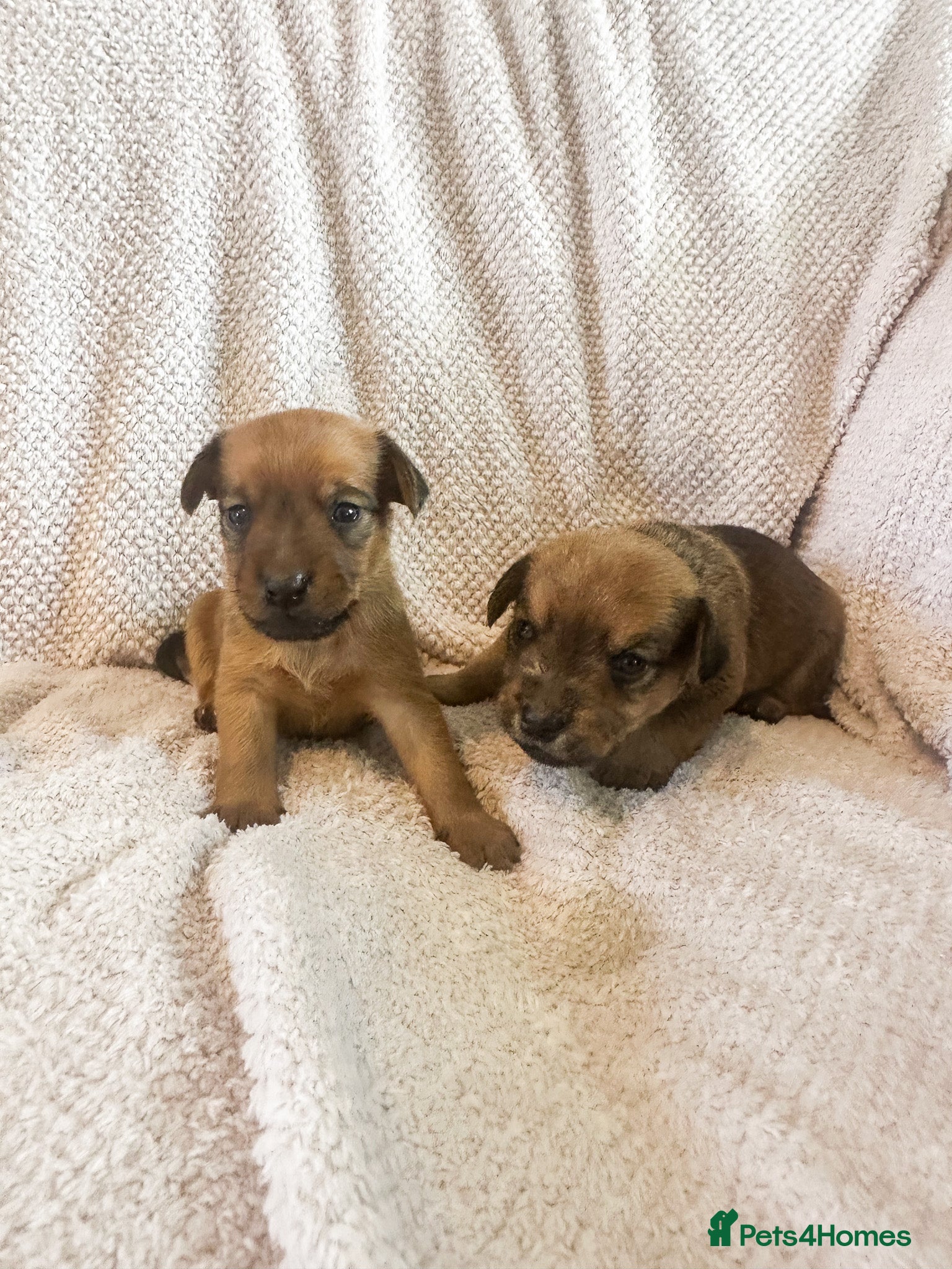 Mixed Breed dogs for sale: Patterdale X Lakeland Puppies for Sale in Letchworth Garden City - Advert 27