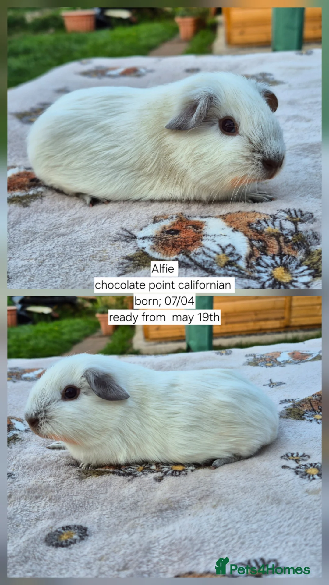 Guinea Pig rodents for sale: Stunning californian, swiss and self boars 👀 - Advert 5