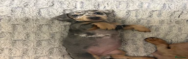 Dachshund 9