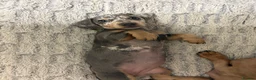 Dachshund dogs for sale: Daphine in Havant - Advert 2