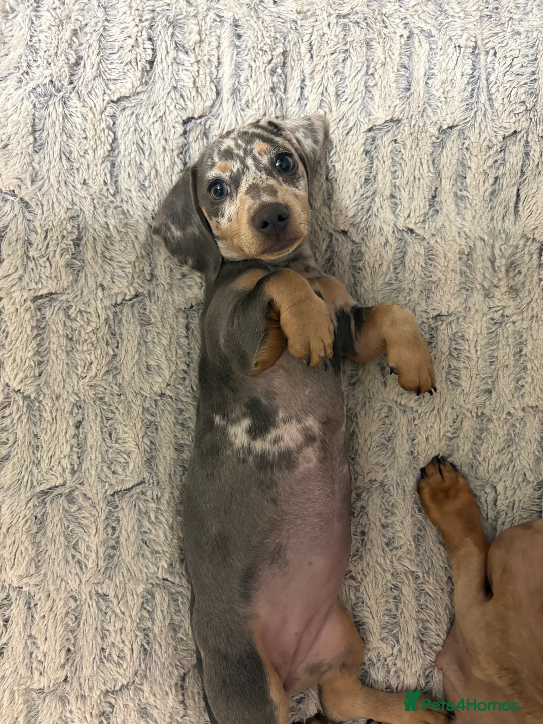 Dachshund dogs for sale: Daphine in Havant - Advert 2