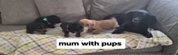 Cocker Spaniel dogs for sale: Cocker spaniel pups  - Advert 4