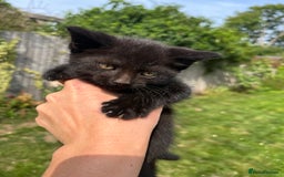 Mixed Breed cats for sale: Moggy kittens (half Mainecoon) - Image 4