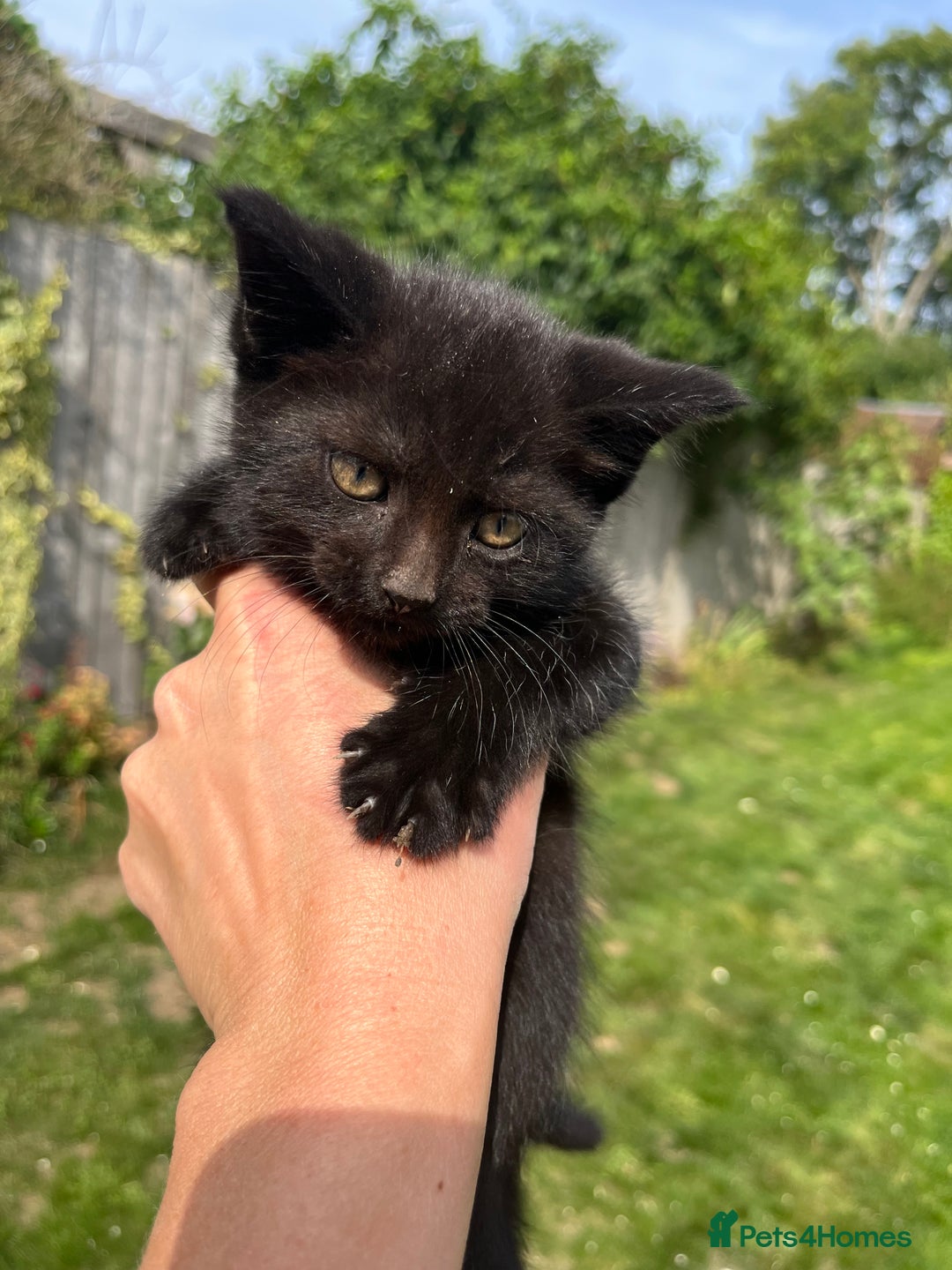 Mixed Breed cats for sale: Moggy kittens (half Mainecoon) - Image 4