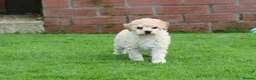 Poochon dogs for sale: Beautiful Poochon puppies for sale  - Advert 25