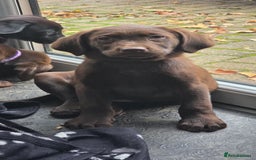 Labrador Retriever dogs for sale: Labrador Puppies Ready for Their Forever Homes🐶💛 - Image 1
