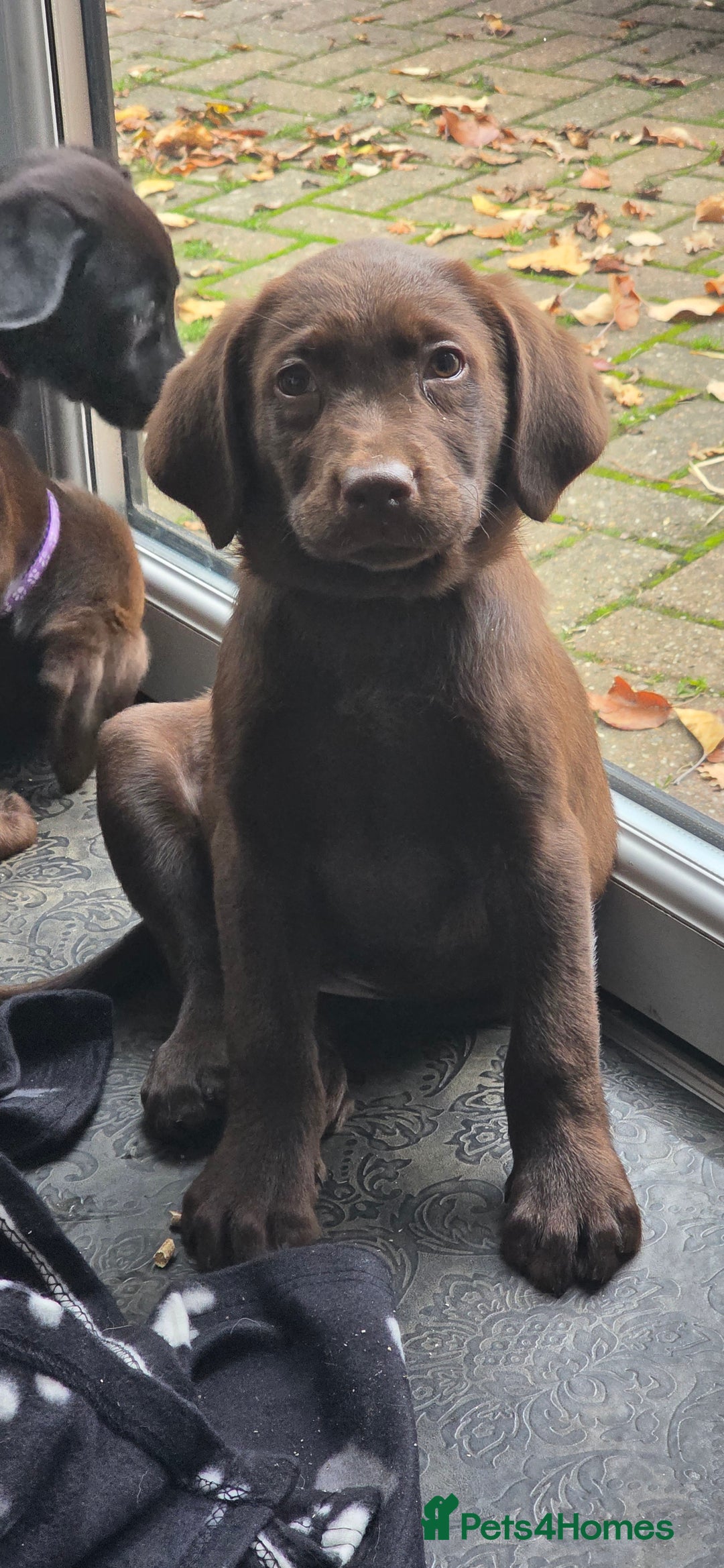 Labrador Retriever dogs for sale: Labrador Puppies Ready for Their Forever Homes🐶💛 - Image 1