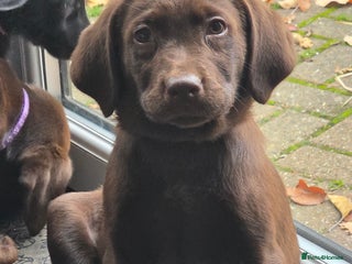 Labrador Retriever dogs for sale - Advert 1