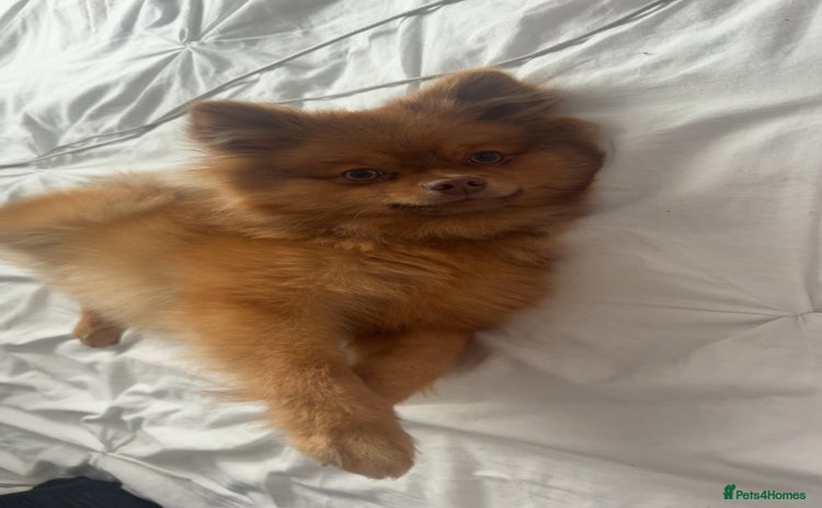 Pomeranian dogs Male Pomeranian for stud! - Advert 1