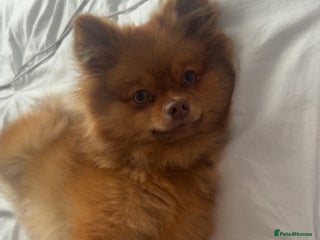Pomeranian dogs Male Pomeranian for stud! - Advert 1