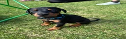 Dobermann dogs for sale: Champion Bloodline Doberman Puppies - Advert 29