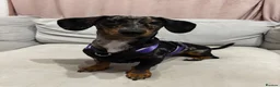 Miniature Dachshund dogs for sale: Miniature dachshund - Advert 6