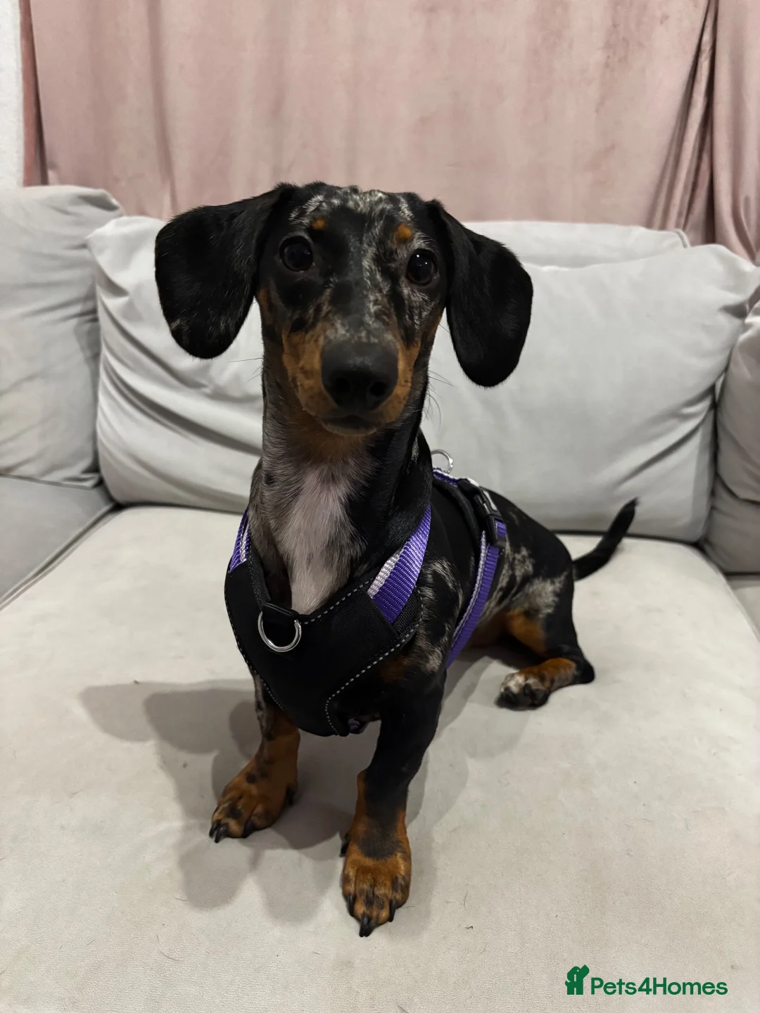 Miniature Dachshund dogs for sale: Miniature dachshund - Advert 6
