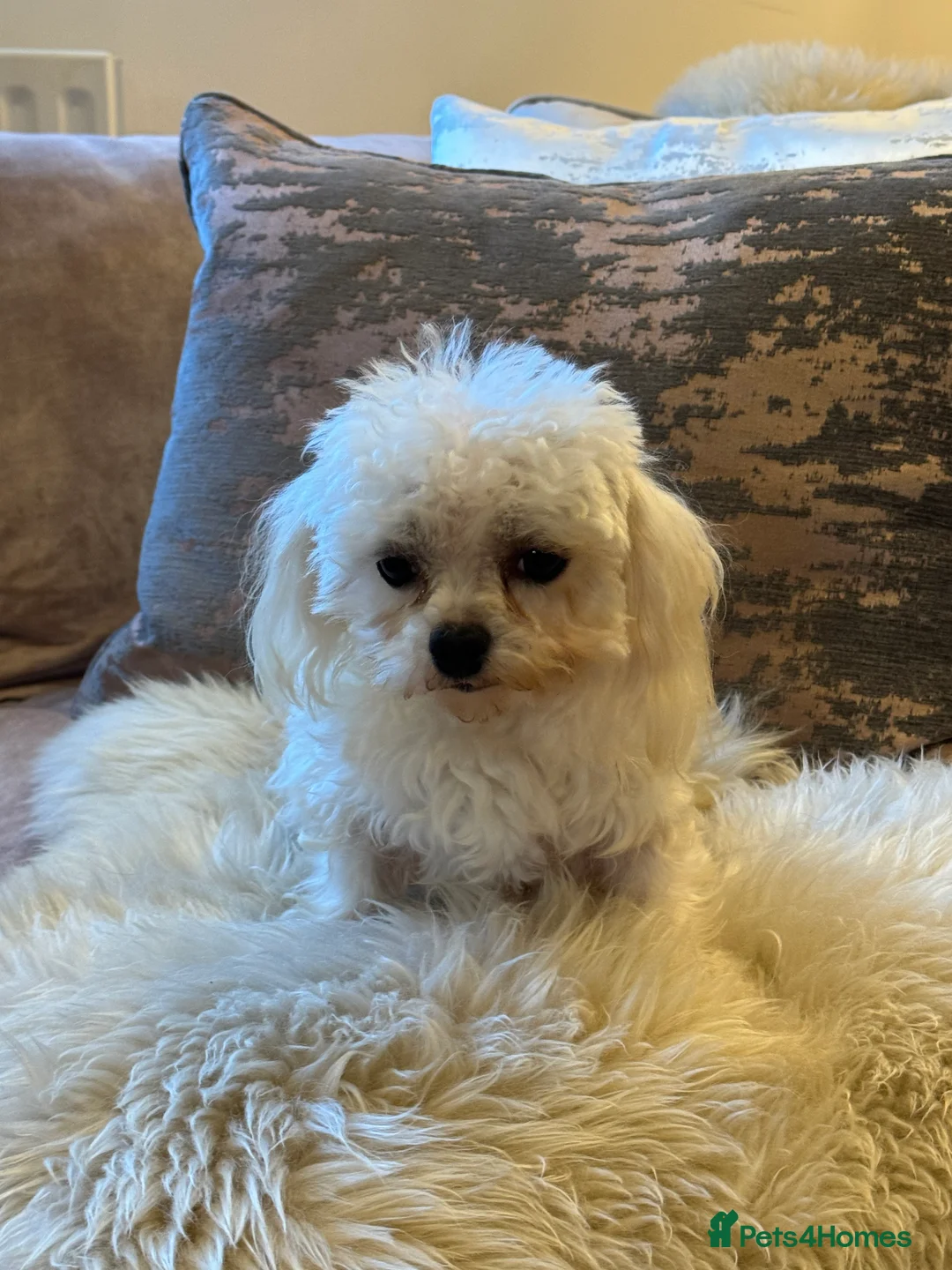 Maltese dogs for stud: DONNAJAYS Maltese STUD European laboratory tested  in Stafford - Advert 5