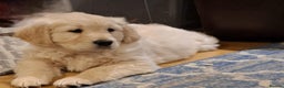 Golden Retriever dogs for sale: Beautiful fluffy golden retrievers - Advert 4