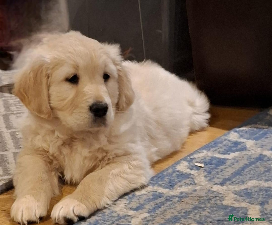 Golden Retriever dogs for sale: Beautiful fluffy golden retrievers - Advert 4