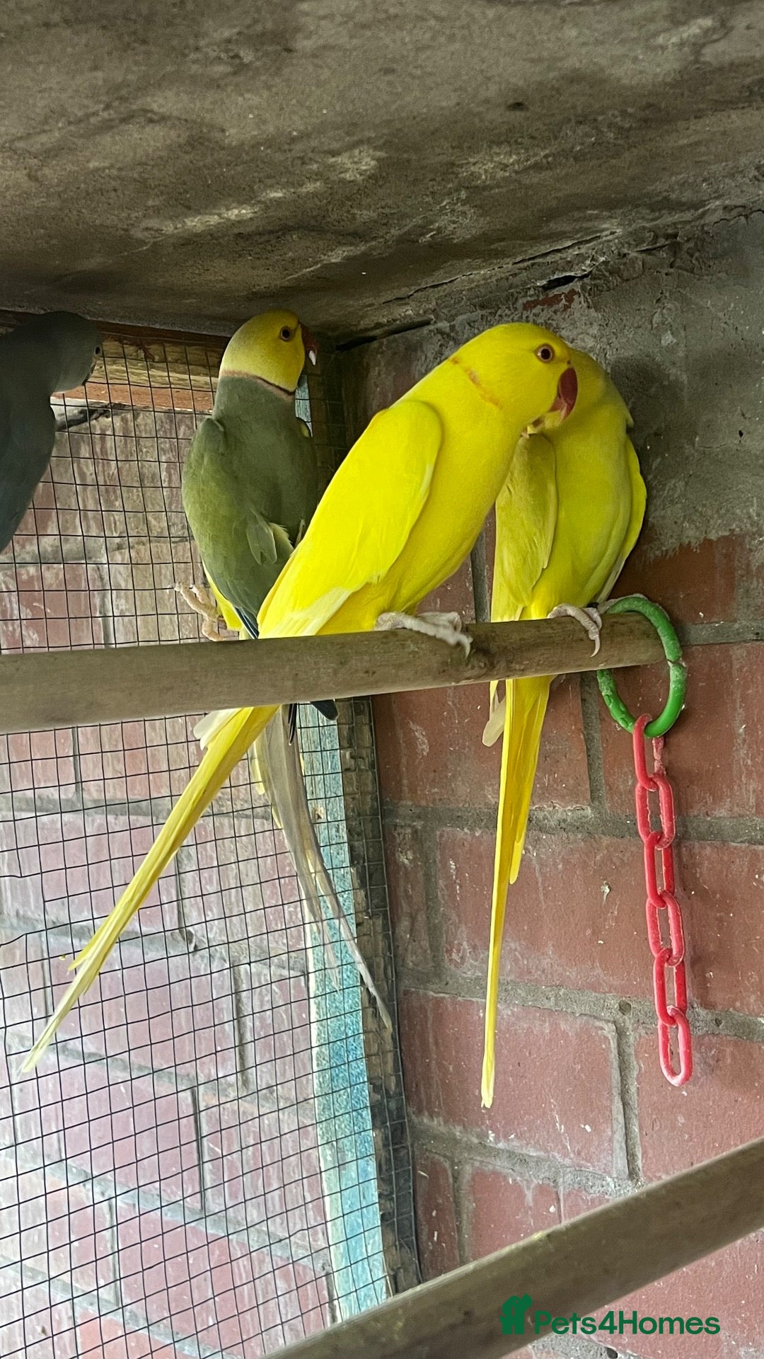 Mixed Breed birds Birds for sale *read description*  - Advert 2