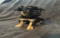 Frug dogs for sale: 3/4 Frenchie 1/4 pug puppies for sale  - Image 1