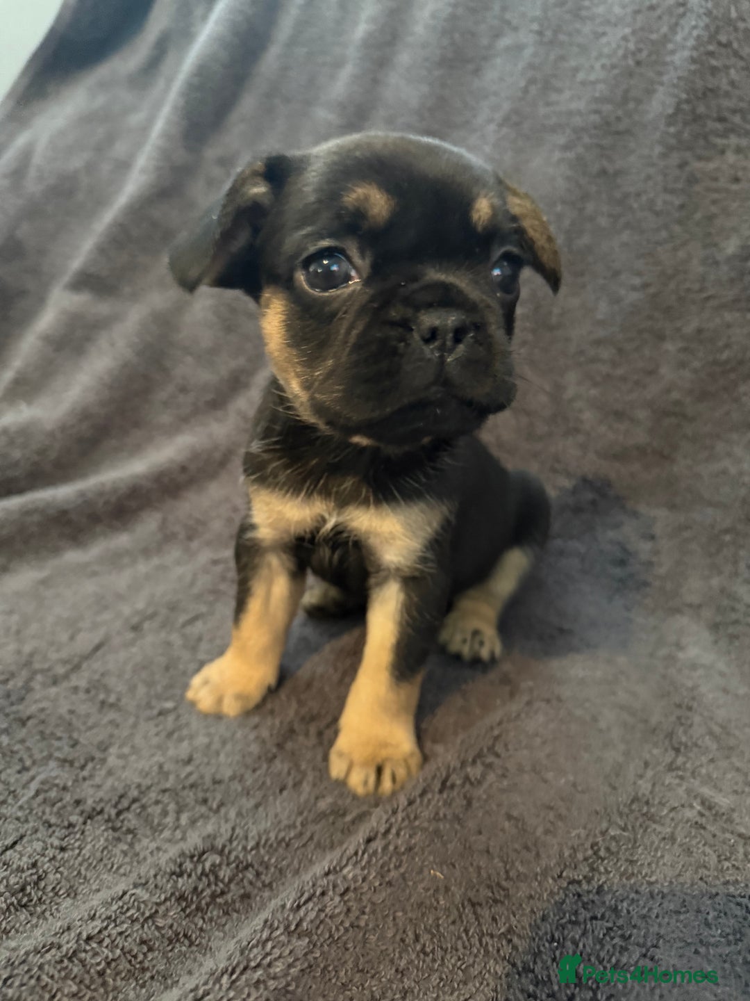 Frug dogs for sale: 3/4 Frenchie 1/4 pug puppies for sale  - Image 1