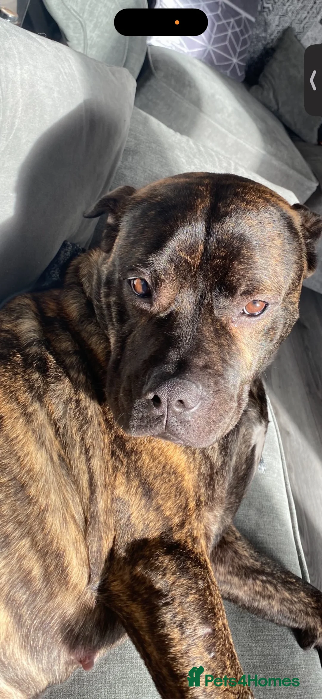 Mixed Breed dogs for sale: CLEO. in Dudley - Advert 1