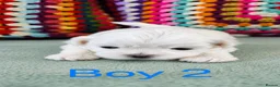 Shih Tzu dogs for sale: ❤️🐶Stunning Shih Tzu puppies - Advert 17