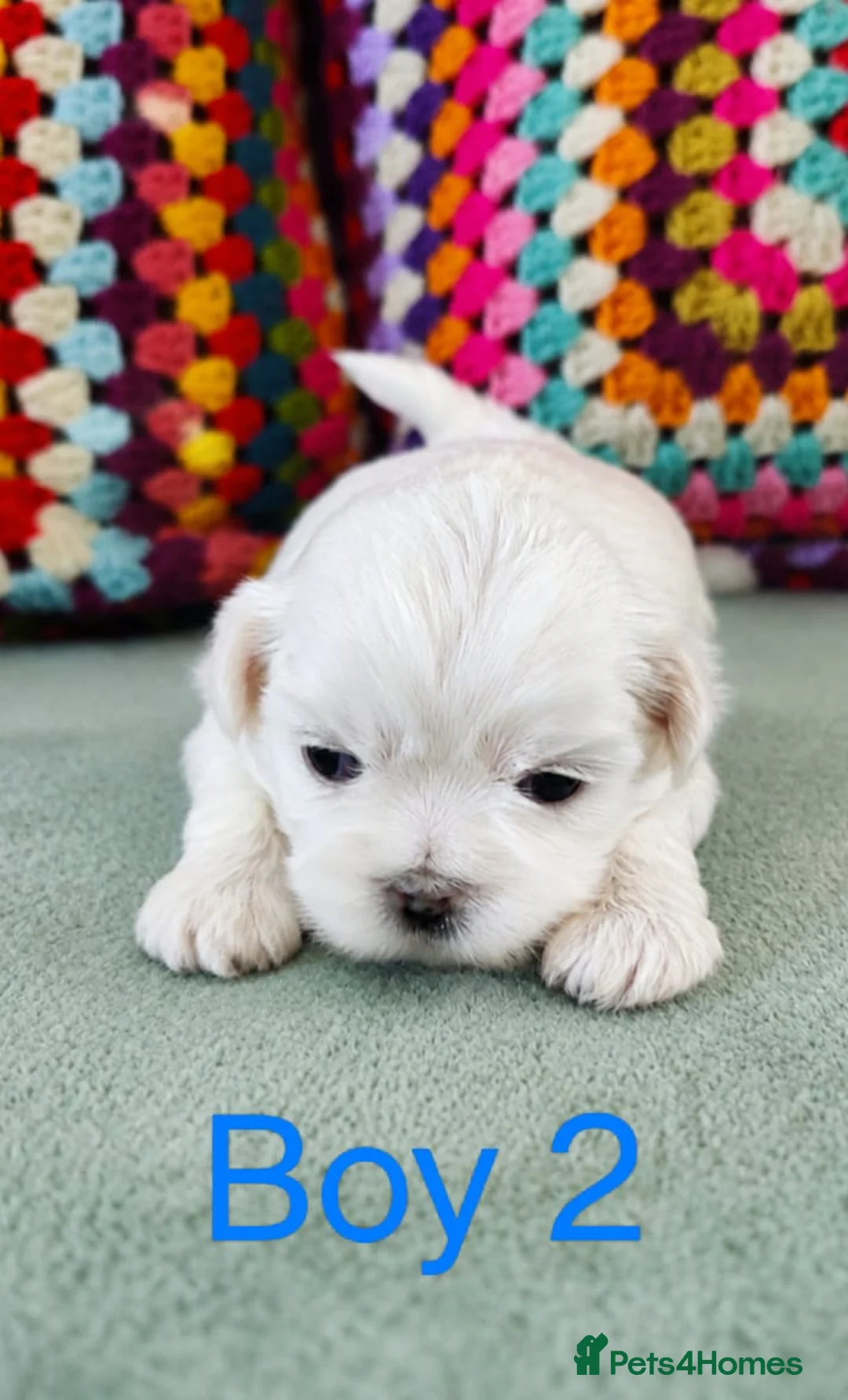 Shih Tzu dogs for sale: ❤️🐶Stunning Shih Tzu puppies - Advert 17