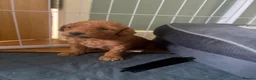 Mixed Breed dogs for sale: F1B cockapoos  - Advert 3