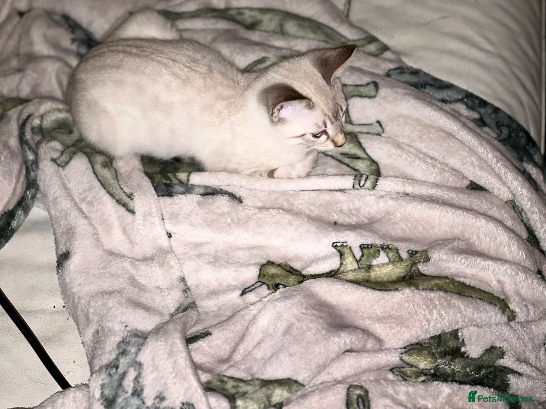 Bengal cats for sale: Snow Lynx Bengal Kittens - Image 30
