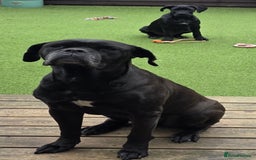 Cane Corso dogs for sale: Halime - Image 5