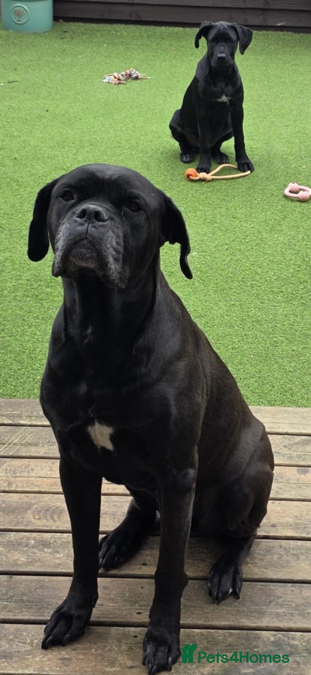 Cane Corso dogs for sale: Halime - Image 5