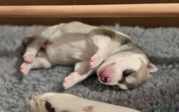 Siberian Husky dogs for sale: Beautiful Siberian Husky - Image 13