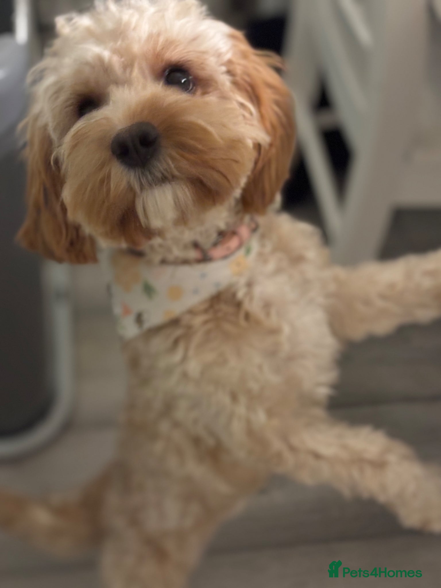 Cavapoo dogs Cavapoo Fb puppies - Advert 11