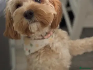 Cavapoo dogs Cavapoo Fb puppies - Advert 11