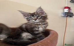 Maine Coon cats for sale: Beautiful GCCF kittens various colours - Image 13