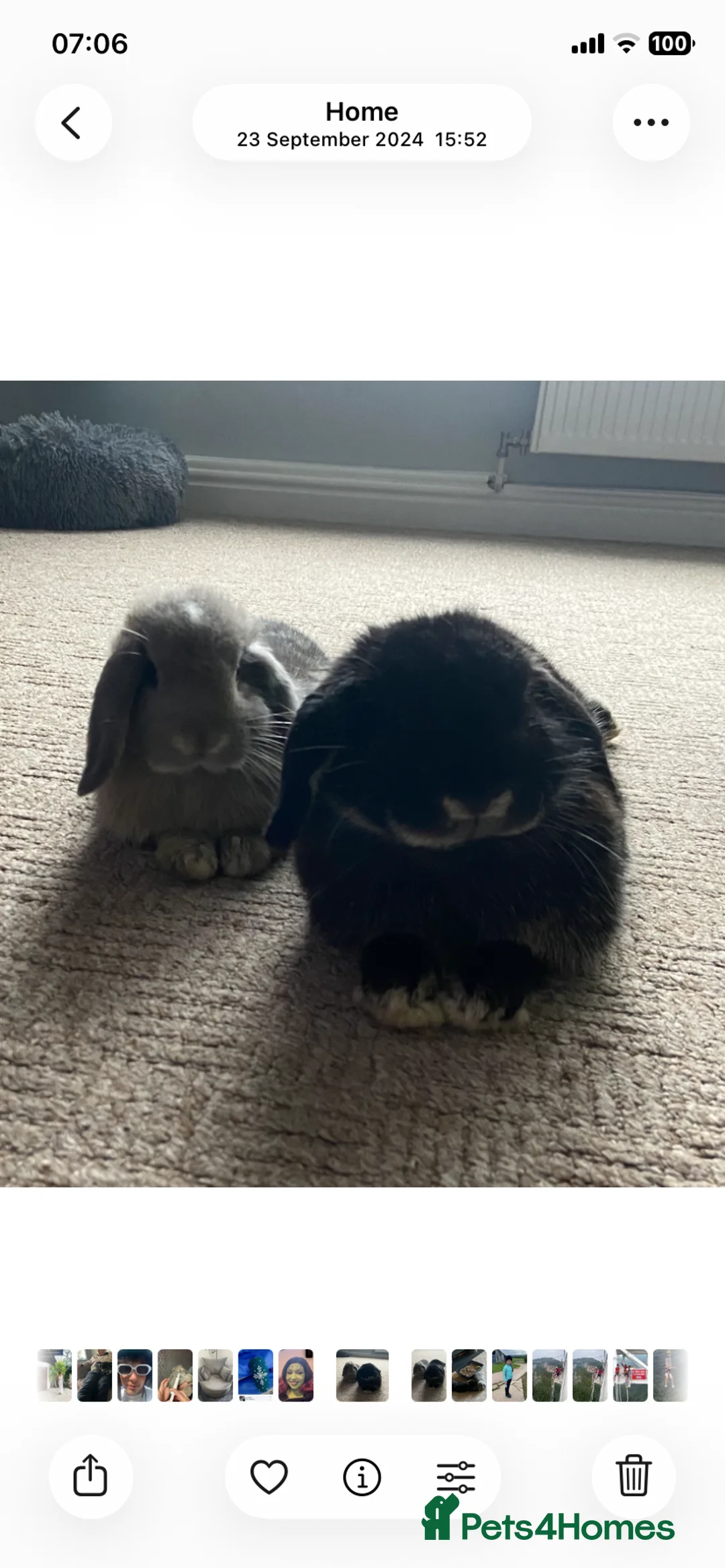 Mini Lop rabbits for sale: A bonded pair of adult rabbits - Advert 1