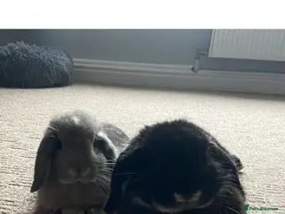 Mini Lop rabbits A bonded pair of adult rabbits - Advert 1