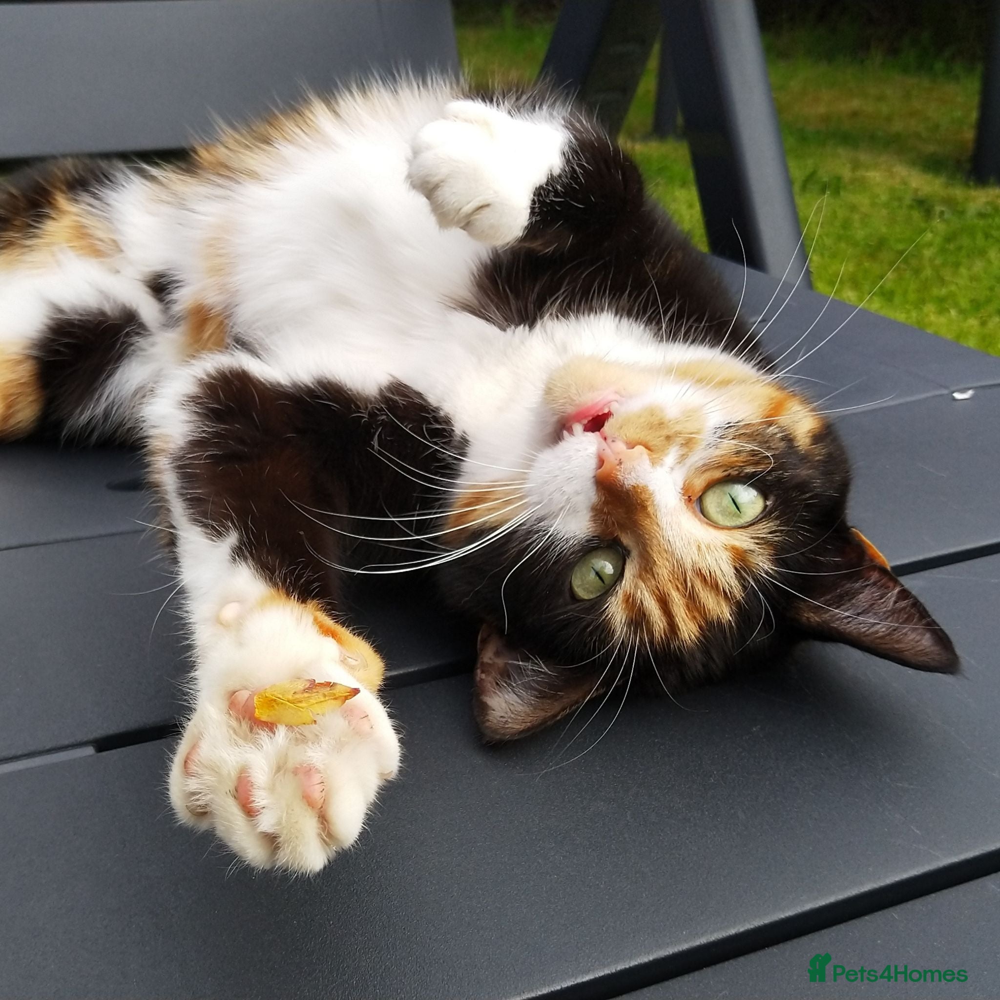 Mixed Breed cats Sweet Meowy Girl - Advert 3