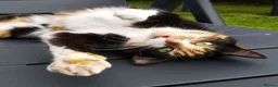 Mixed Breed cats for adoption: Sweet Meowy Girl - Advert 1