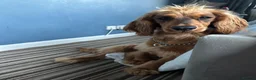 Cocker Spaniel dogs for sale: Male cocker spaniel looking for forever home - Advert 2