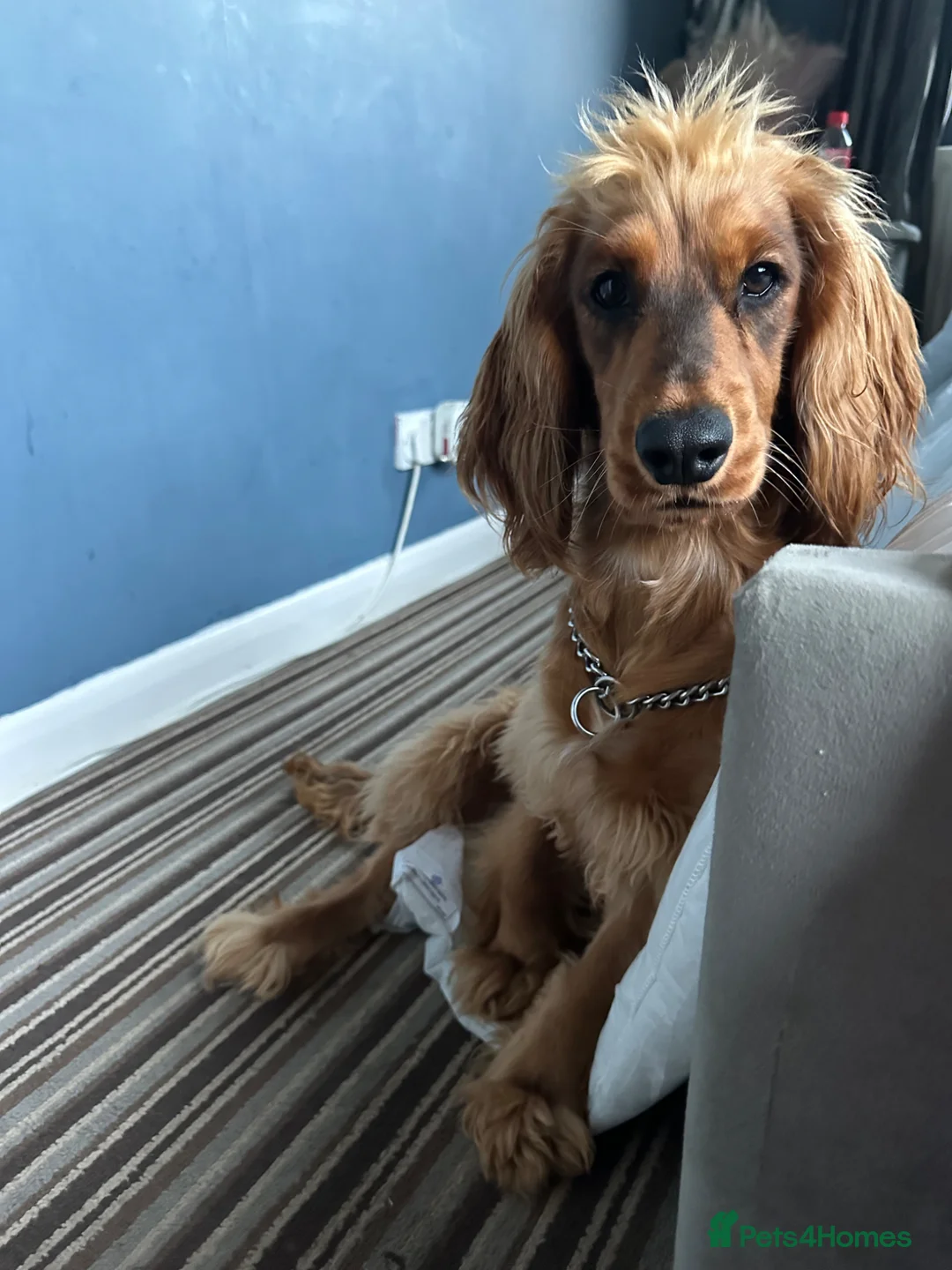 Cocker Spaniel dogs for sale: Male cocker spaniel looking for forever home - Advert 2