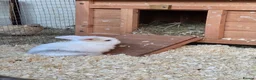 Mini Lop rabbits for sale: Baby mini lops - Advert 3