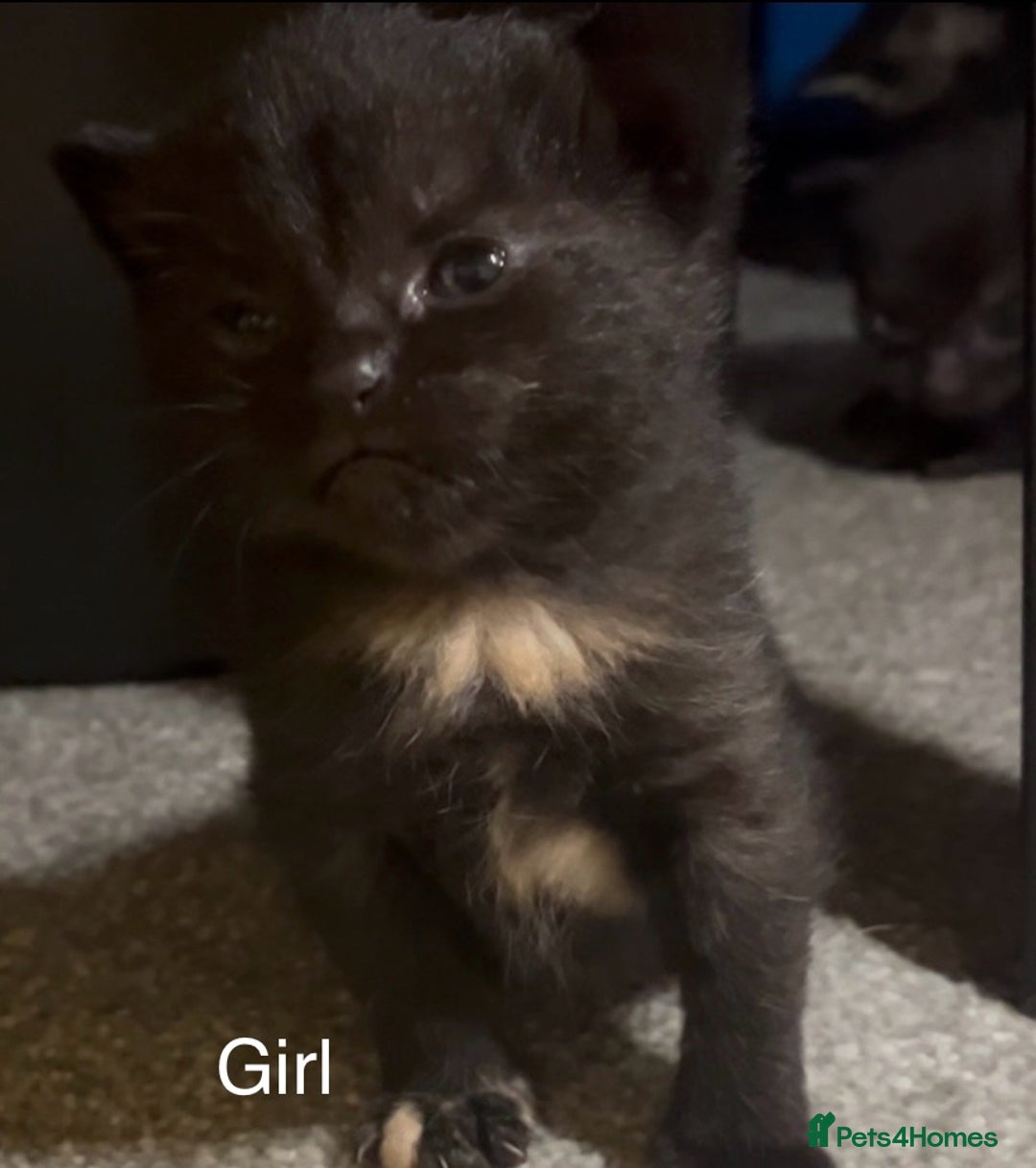 Mixed Breed cats for sale: Beautiful kittens - Image 2