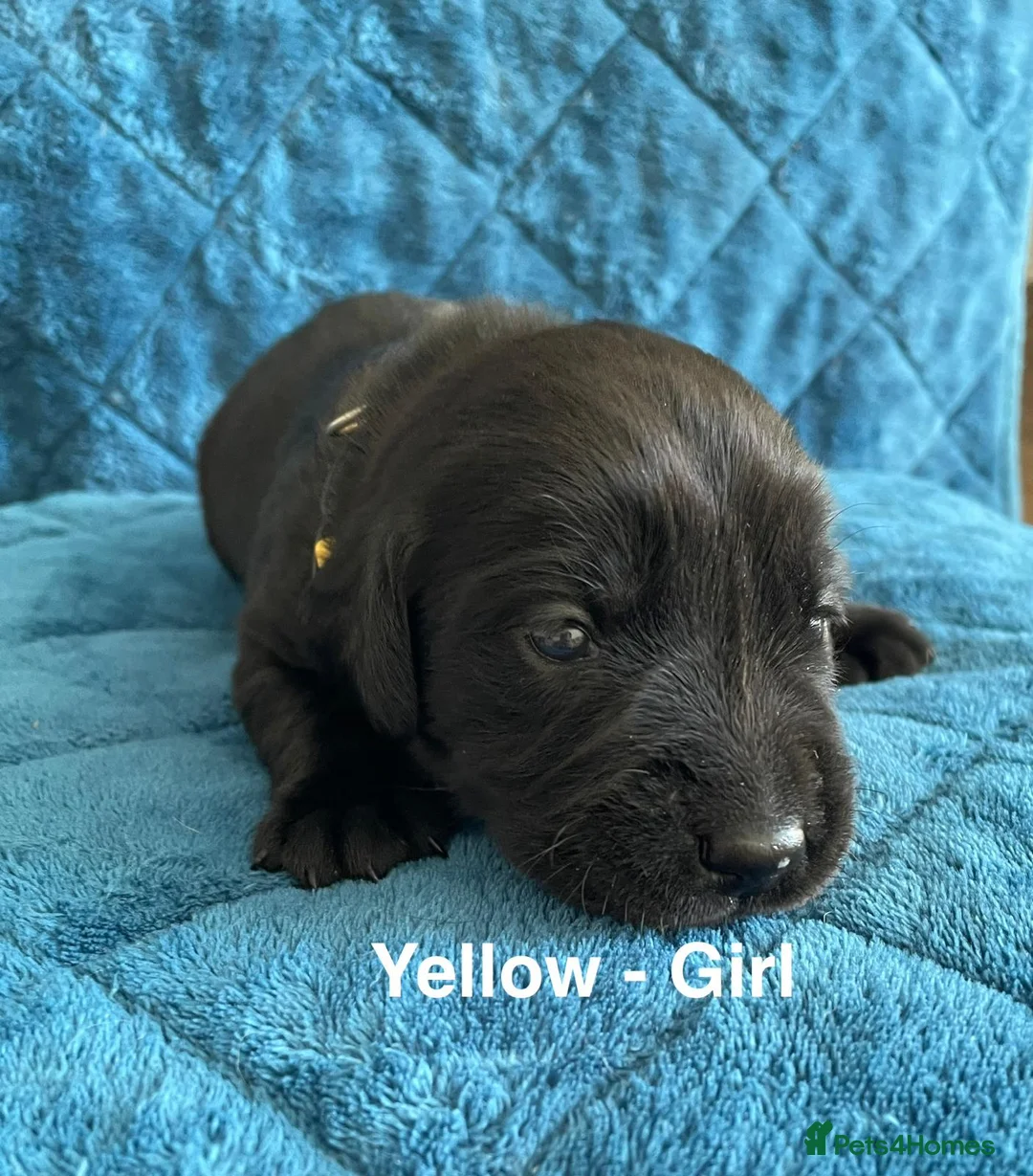 Labrador Retriever dogs for sale: Gorgeous Black Labrador Puppies KC REG - Advert 2