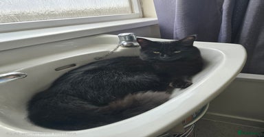 Mixed Breed cats  ✨ 3 Female Kittens Looking for Forever Homes ✨ - Advert 11