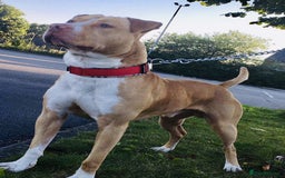 American Bully dogs for sale: Well Behaved - American Bully For Sale  - Image 2